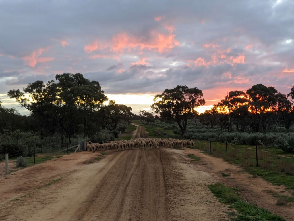 Carl Holschier_Sheep on road with sunset Australia