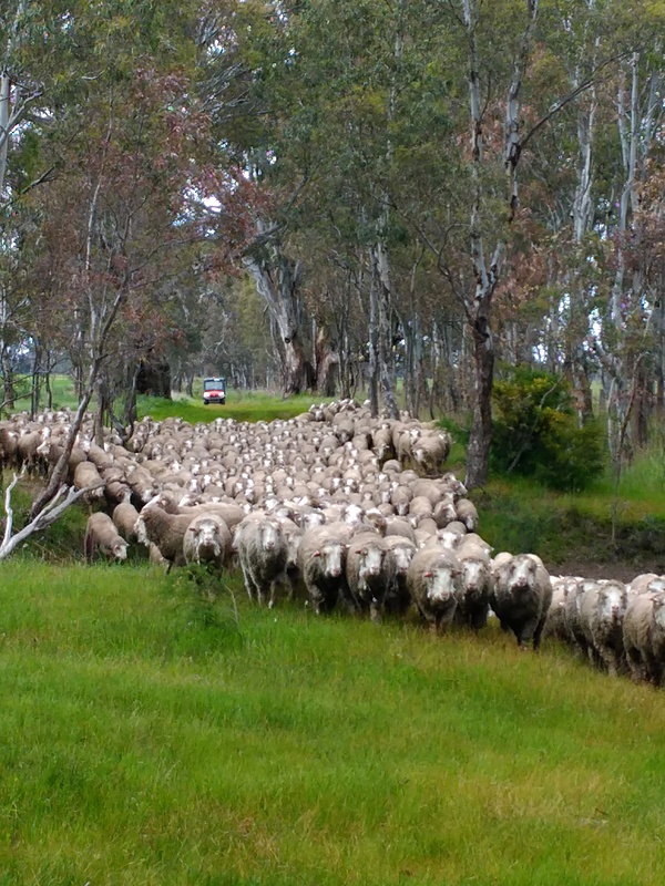 David Fry_mustering sheep