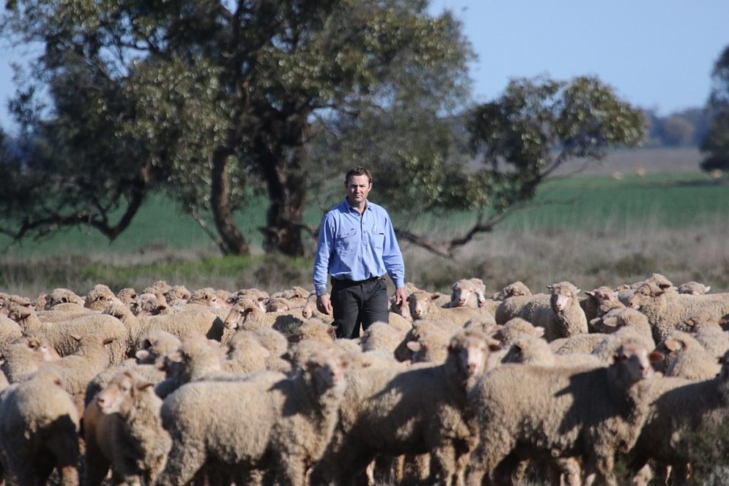 David Greig_Grower with sheep