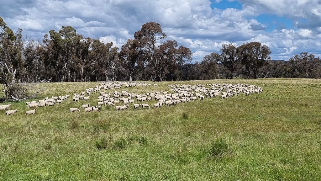 James Kermode_Sheep in paddock