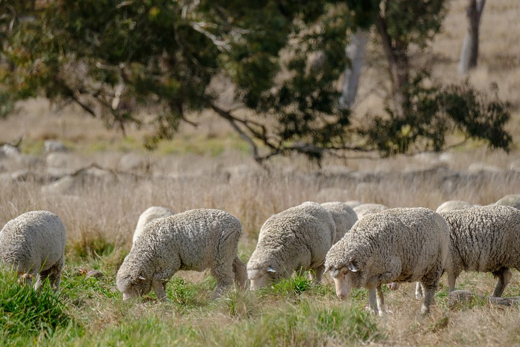 Michael Taylor_Sheep grazing