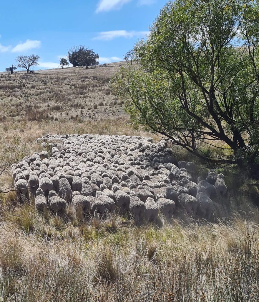 Robert Ingram_sheep walking in flock